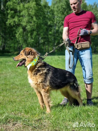 Собака в семью. Будет лучшим другом
