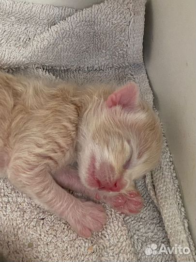 Маленькие котята