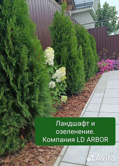 Туи пирамидальные