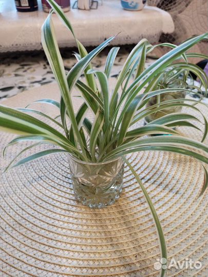 Хлорофитум кучерявый и простой