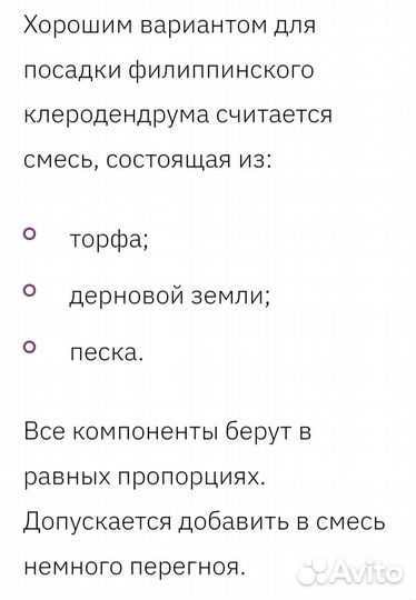 Клеродендрум 