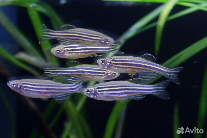 Аквариумные рыбки, растения, аквариум