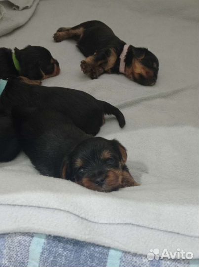 Йоркширский терьер щенки