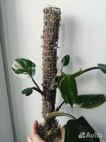 Тотем для растений