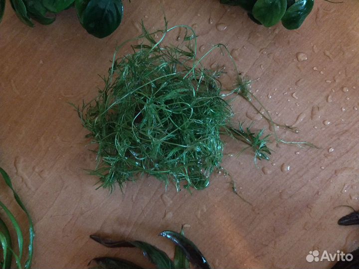 Растения для аквариума