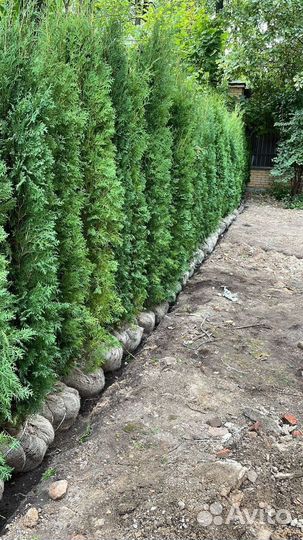 Туя Смарагд 2м