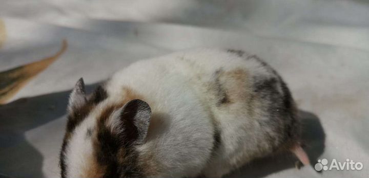 Хомяки экзотических цветов