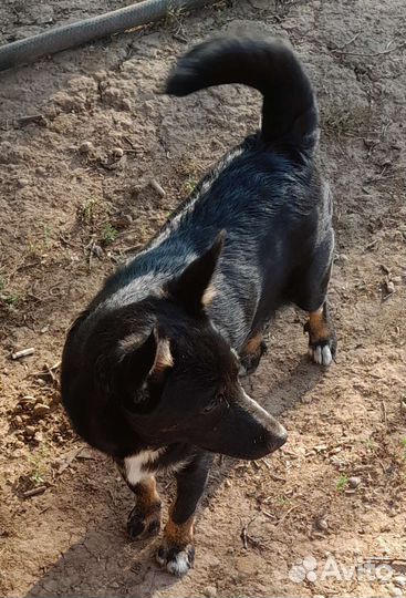 Собака маленькая порода