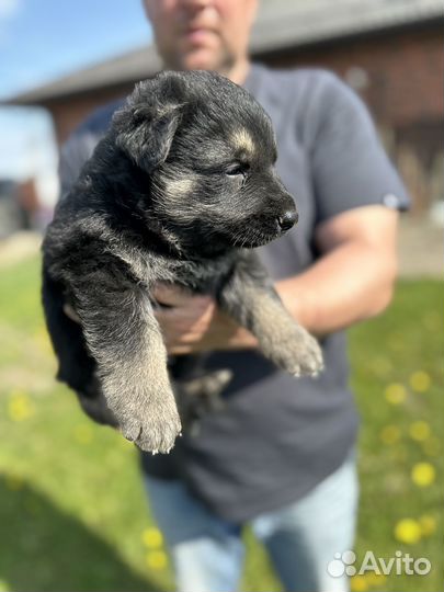 Щенки восточноевропейской овчарки