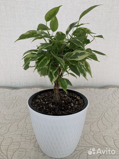 Фикус бенджамина