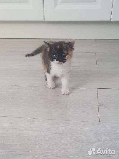 Кошки в добрые руки бесплатно
