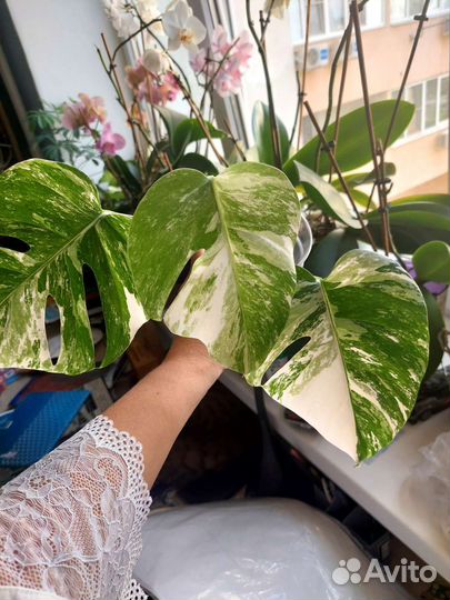 Монстера вариегатная Альба