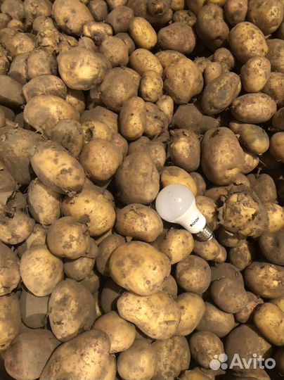 Домашний картофель