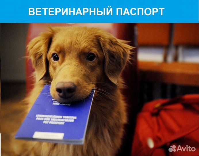 Врач-ветеринар. Круглосуточный выезд на дом