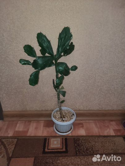 Комнатные растения