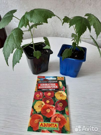 Абутилон Комнатный колокольчик
