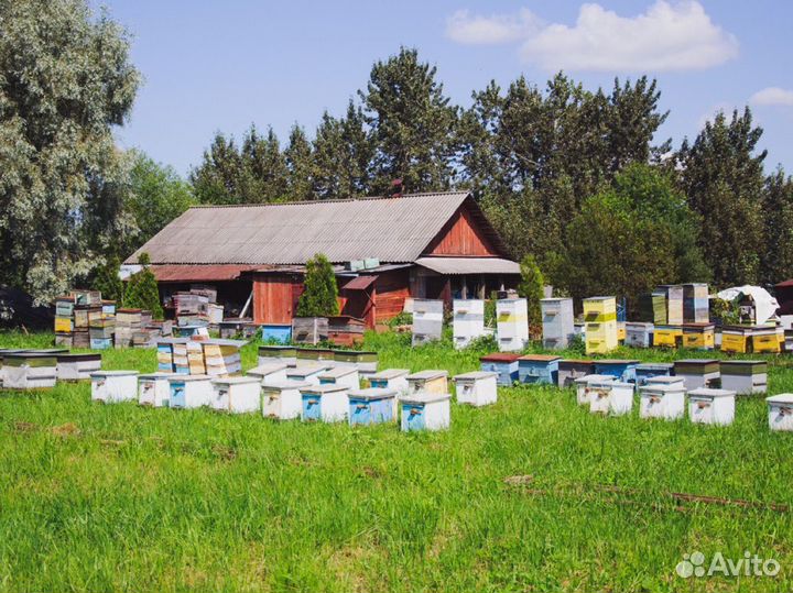 Пчёлы, пчелосемьи