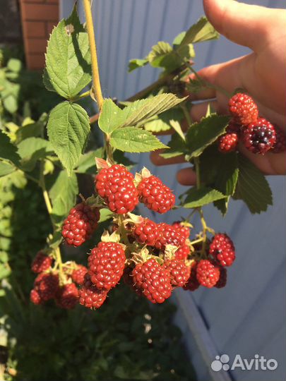 Саженцы ежевики