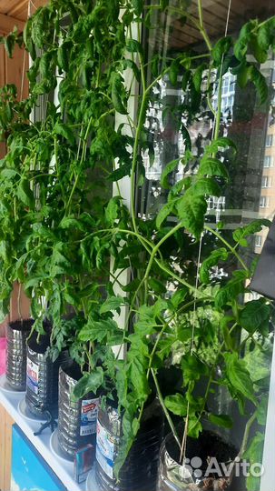 Рассада помидор