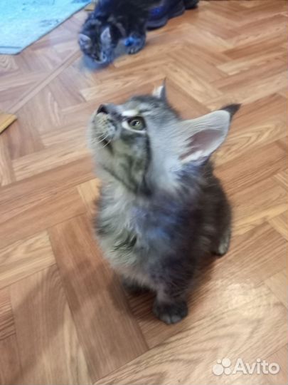 Котята мейн-кун