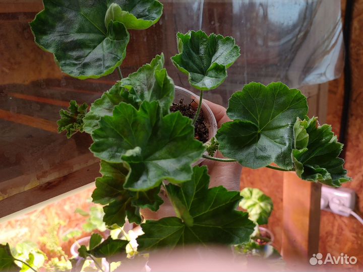 Пеларгония