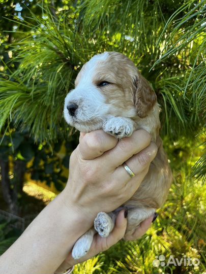 Щенки кокапу