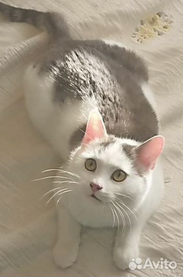 Спасенный с мороза котенок Барсик 11 месяцев в дар