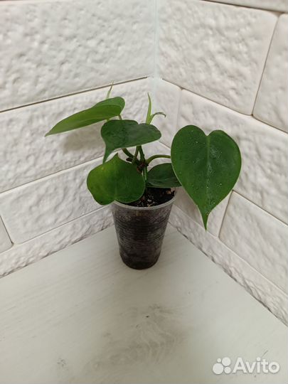 Филодендрон Сканденс