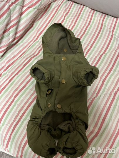 Одежда для чихуахуа