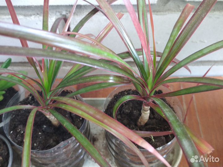 Драцена маргината триколор