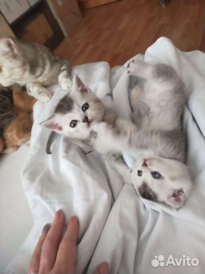 Шотландские вислоухие котята