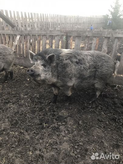Хряк продам