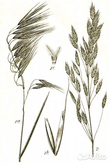 Семена костер кострец безостный