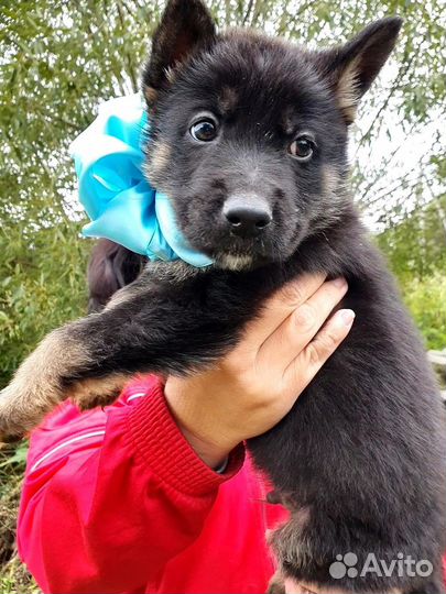 Щенок Красавчик в добрые руки