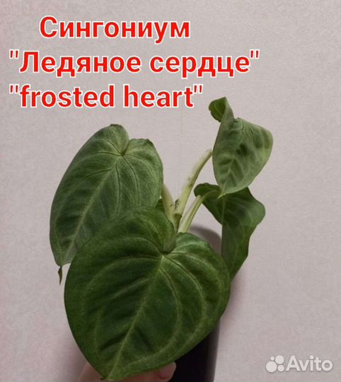 Монстера Альба, филодендроны, сингониумы сортовые