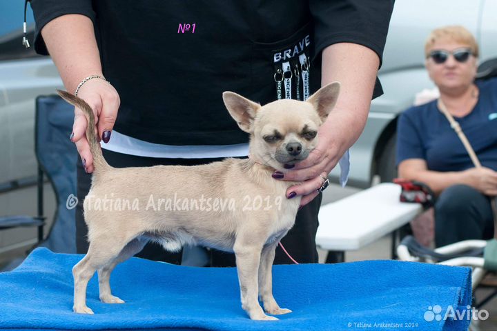 Мини мальчик