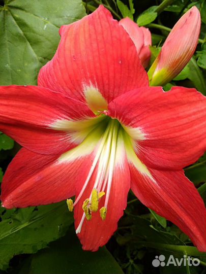 Гиппиаструм