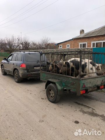 Крс свиньи
