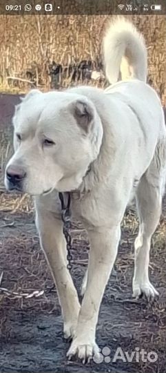 Вязка алабай, кобель 2,5 г. Развязан
