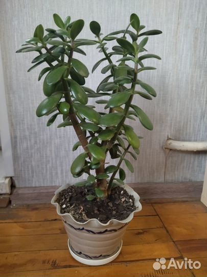 Толстянка Денежное дерево