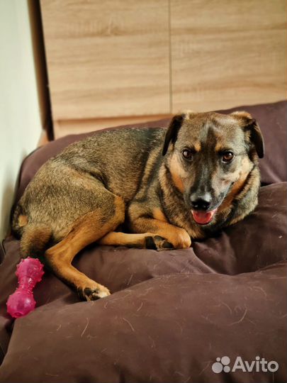 Лукас - Приютский пес с удивительной душой