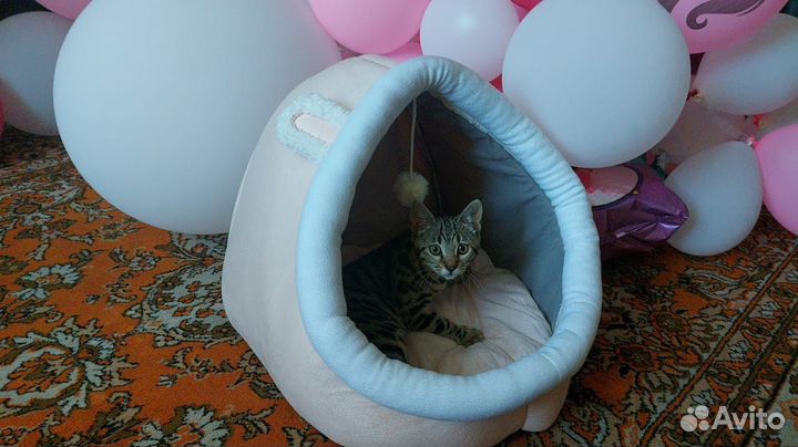 Домик лежанка для кошки бу