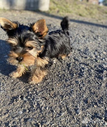 Йоркширский терьер