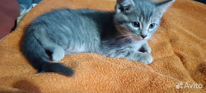 Котёнок в дар