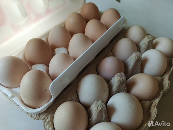 Домашние куриные яйца