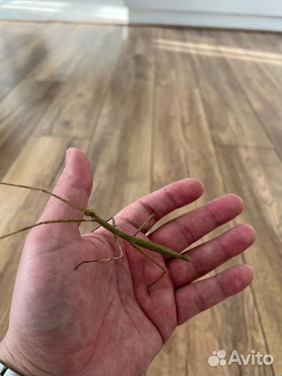 Палочники, малыши