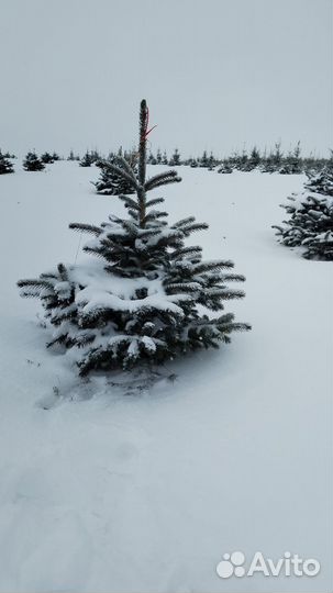 Ель, туя, сосна в горшке на века