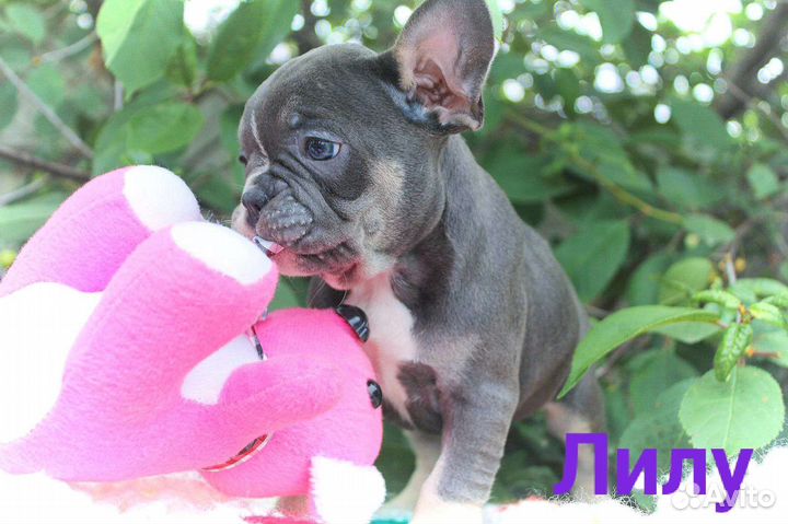 В Джазе только Девушки