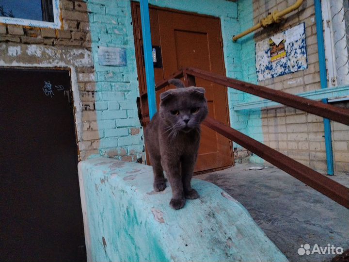 Британский вислоухий