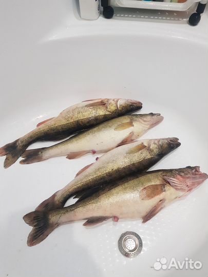 Рыба свежая